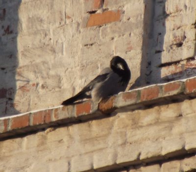 DSCF2437.JPG