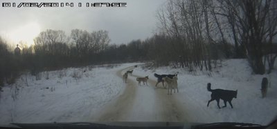 Собачебанда.jpg
