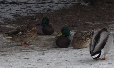 DSCF2745.JPG