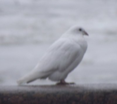 DSCF3017.JPG