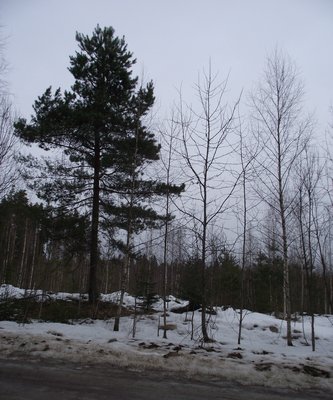 DSCF3451.JPG