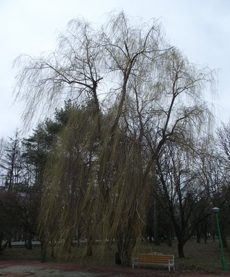 DSCF4025.JPG