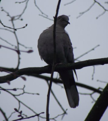 DSCF4174.JPG