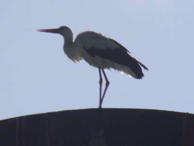 DSCF5335.JPG