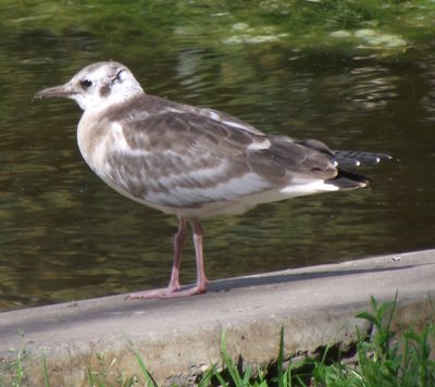 DSCF6407.JPG