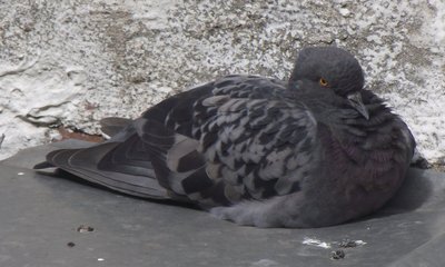 DSCF6434.JPG