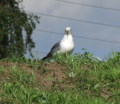 DSCF6610.JPG