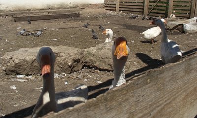 DSCF7221.JPG