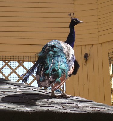 DSCF7443.JPG