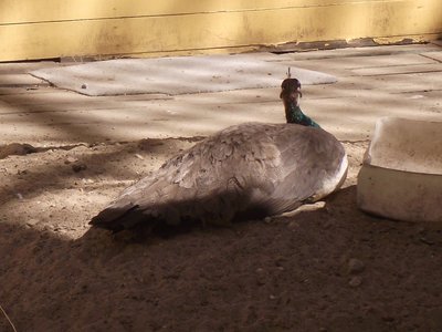 DSCF7444.JPG