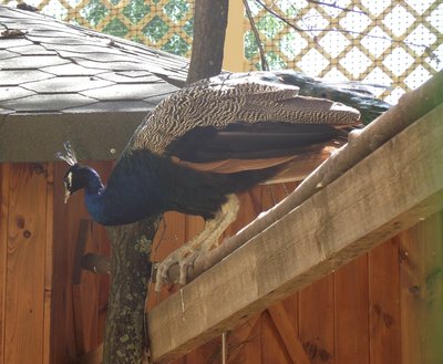 DSCF7447.JPG