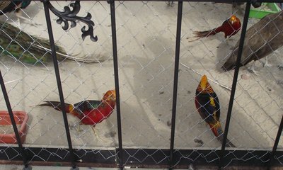 DSCF7595.JPG