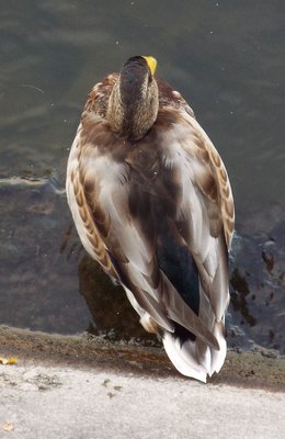 DSCF8238.JPG