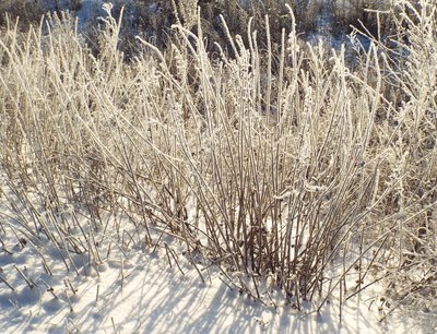 DSCF8907.JPG