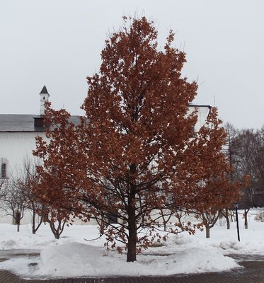 DSCF9698.JPG