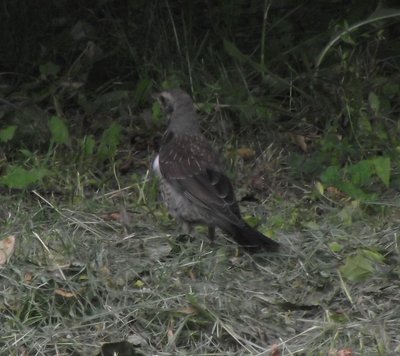 DSCF7815.JPG