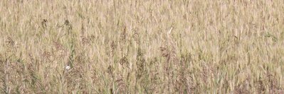 DSCF7856.JPG