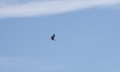 DSCF2872.jpg