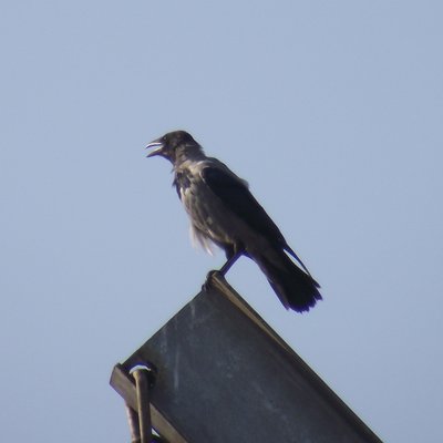 DSCF3082.jpg