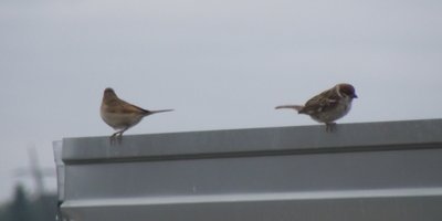 DSCF3239.JPG