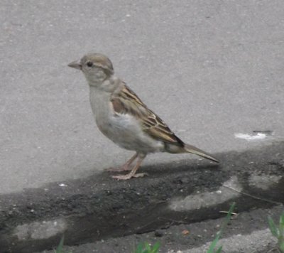 DSCF8137.JPG