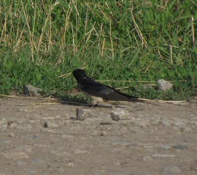 DSCF7939.JPG