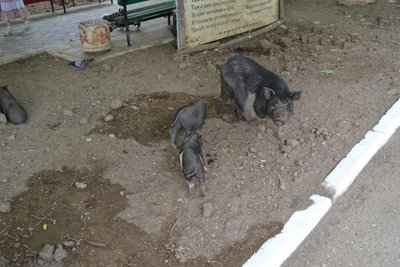 DSC_0449.JPG