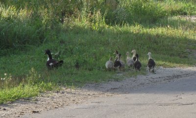 DSCF8407.JPG