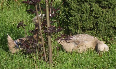 DSCF8684.JPG