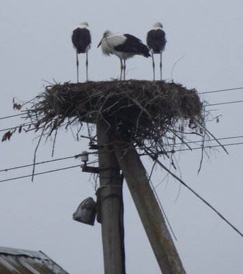 DSCF9036.JPG