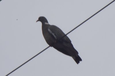 DSCF8919.JPG