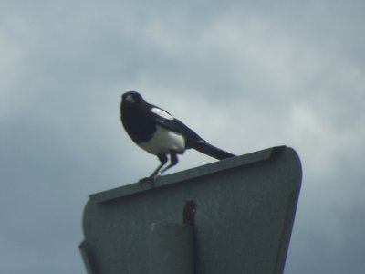 DSCF2484.jpg