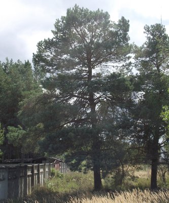 DSCF3246.JPG