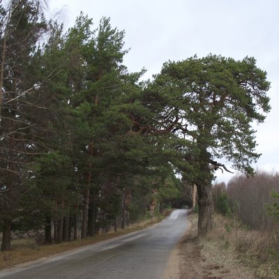 Сосны-2.JPG