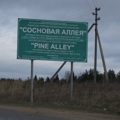 Сосны-4.JPG