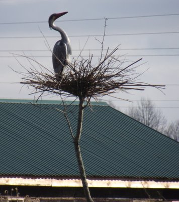 DSCF0514.JPG