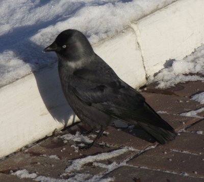 DSCF0938.JPG